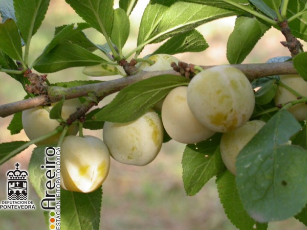 MIRABEL (Prunus insititia) Fruto en el arbol.JPG